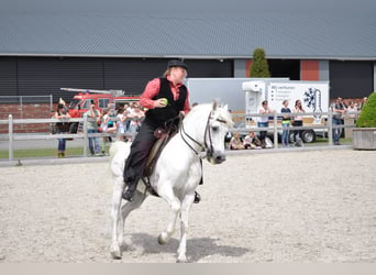 Camargue, Hengst, 28 Jahre, 148 cm, Schimmel