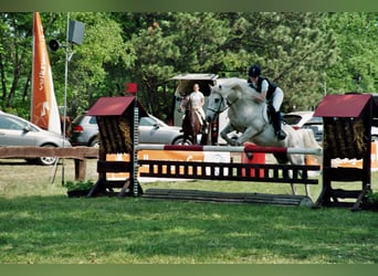 Camargue, Hengst, 28 Jahre, 148 cm, Schimmel