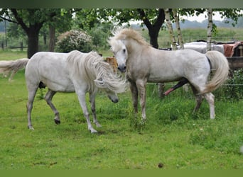 Camargue, Hengst, 28 Jahre, 148 cm, Schimmel
