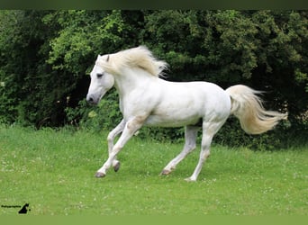 Camargue, Hengst, 28 Jahre, 148 cm, Schimmel