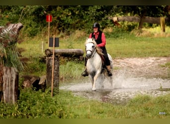 Camargue, Stallion, 28 years, 14,2 hh, Grey