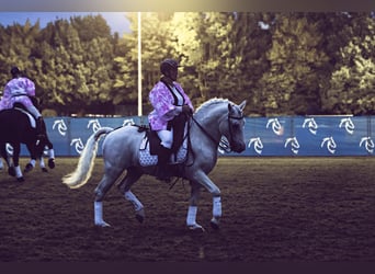 Camargue, Stallion, 28 years, 14,2 hh, Grey