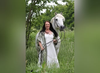 Camargue, Stallion, 28 years, 14,2 hh, Grey