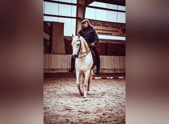 Camargue, Stallion, 28 years, 14,2 hh, Grey