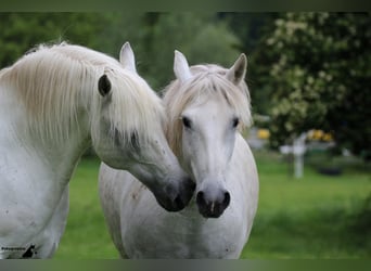 Camargue, Stallion, 28 years, 14,2 hh, Grey