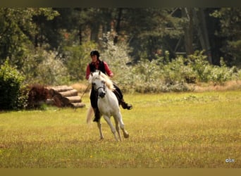 Camargue, Stallion, 28 years, 14,2 hh, Grey