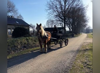 Jütländer, Merrie, 4 Jaar, 155 cm, Vos