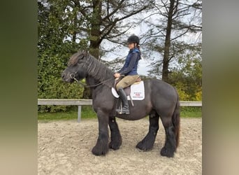 Jütländer, Ruin, 8 Jaar, 158 cm, Donkerbruin