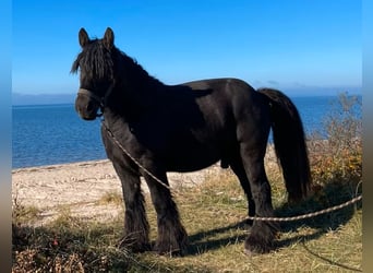 Jütländer, Ruin, 8 Jaar, 158 cm, Donkerbruin