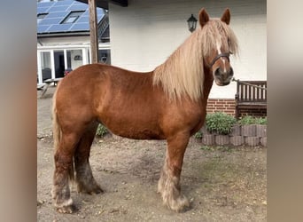 Jütländer, Stute, 3 Jahre, 155 cm, Fuchs