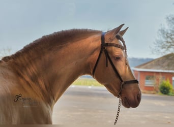 PRE, Hengst, 9 Jaar, 162 cm, Perlino