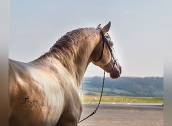 PRE, Hengst, 9 Jaar, 162 cm, Perlino