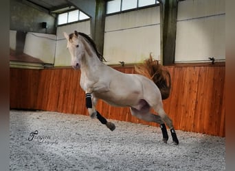 PRE, Hengst, 9 Jaar, 162 cm, Perlino