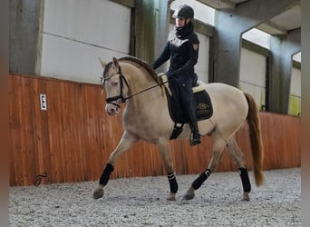 PRE, Hengst, 9 Jaar, 162 cm, Perlino