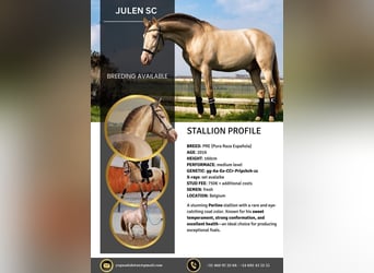 PRE, Stallone, 9 Anni, 162 cm, Perlino