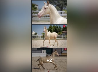 PRE, Stallone, 9 Anni, 162 cm, Perlino