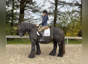 Jutland, Gelding, 8 years, 15,2 hh, Black