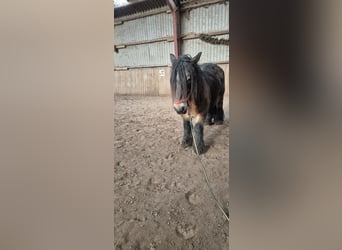 Jutland, Mare, 15 years, 15,1 hh, Bay-Dark