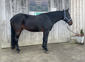 Kabardin, Castrone, 13 Anni, 160 cm, Baio scuro