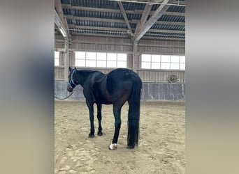 Kabardin, Castrone, 13 Anni, 160 cm, Baio scuro