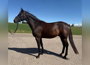 Kabardin, Castrone, 4 Anni, 160 cm, Morello