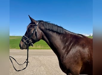 Kabardin, Castrone, 4 Anni, 160 cm, Morello