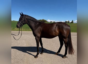 Kabardin, Castrone, 4 Anni, 160 cm, Morello