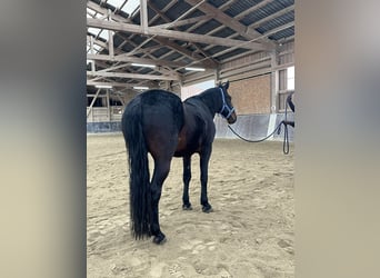 Kabardin, Gelding, 12 years, 15 hh, Smoky-Black