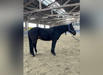 Kabardin, Gelding, 12 years, 15 hh, Smoky-Black