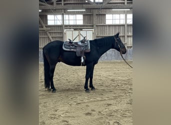 Kabardin, Gelding, 12 years, 15 hh, Smoky-Black