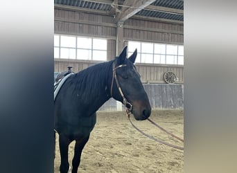 Kabardin, Gelding, 12 years, 15 hh, Smoky-Black