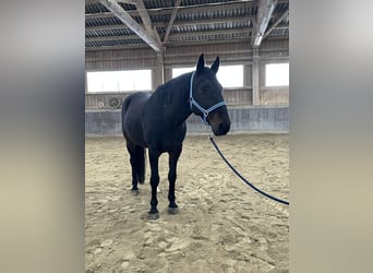 Kabardin, Gelding, 12 years, 15 hh, Smoky-Black