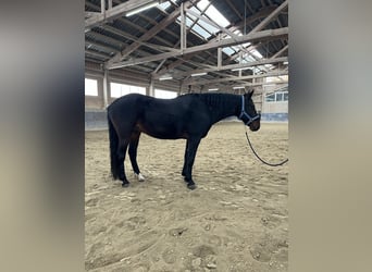 Kabardin, Gelding, 12 years, 15 hh, Smoky-Black