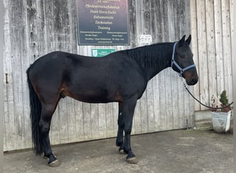 Kabardin, Gelding, 12 years, 15 hh, Smoky-Black