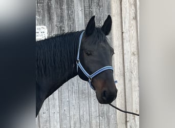 Kabardin, Gelding, 12 years, 15 hh, Smoky-Black