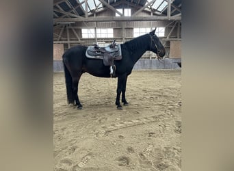 Kabardin, Gelding, 12 years, 15 hh, Smoky-Black