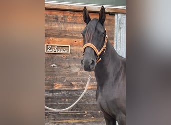 Kabardin, Mare, 12 years, 15,1 hh, Black