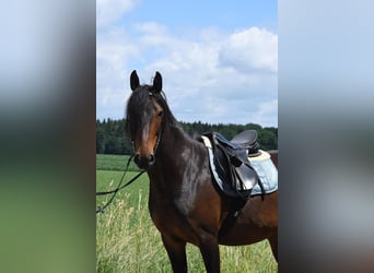 Kabardin, Mare, 6 years, 14,3 hh, Smoky-Black