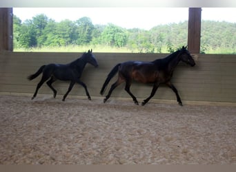 Kabardiner, Hengst, 1 Jaar, 154 cm, Zwartbruin