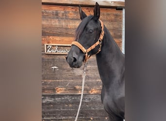 Kabardiner, Merrie, 12 Jaar, 156 cm, Zwart Kabardiner, Merrie, 12 Jaar, 156 cm, Zwart