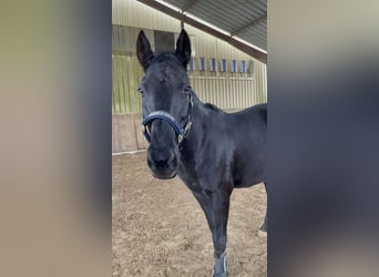 Kabardiner, Merrie, 19 Jaar, 160 cm, Zwartbruin