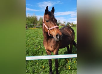 Kabardiner, Merrie, 22 Jaar, 159 cm, Bruin