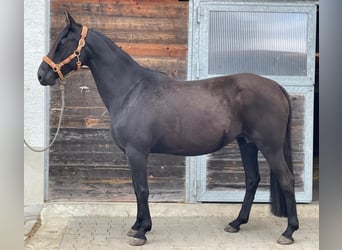 Kabardiner, Stute, 12 Jahre, 156 cm, Rappe Kabardiner, Stute, 12 Jahre, 156 cm, Rappe