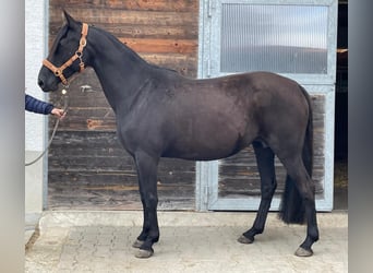 Kabardiner, Stute, 13 Jahre, 156 cm, Rappe