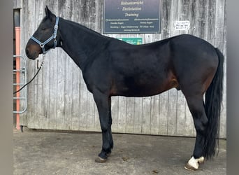 Kabardiner, Wallach, 12 Jahre, 154 cm, Schwarzbrauner