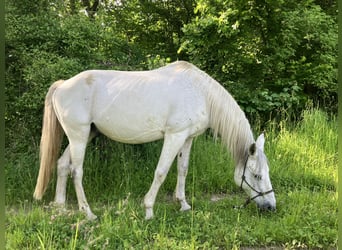 Kabardiner, Wallach, 17 Jahre, 149 cm, Fliegenschimmel