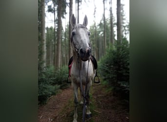 Kabardiner, Wallach, 17 Jahre, 149 cm, Fliegenschimmel