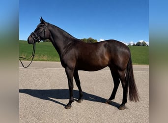 Kabardiner, Wallach, 4 Jahre, 162 cm, Rappe