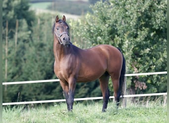 Koń czystej krwi arabskiej, Ogier, 25 lat, 154 cm, Gniada