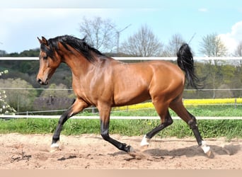 Volbloed Arabier, Hengst, 25 Jaar, 154 cm, Bruin